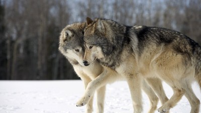 זוג זאבים